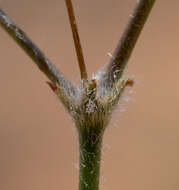 Image of kidneyshape buckwheat