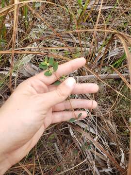 Слика од Euphorbia porteriana (Small) Oudejans