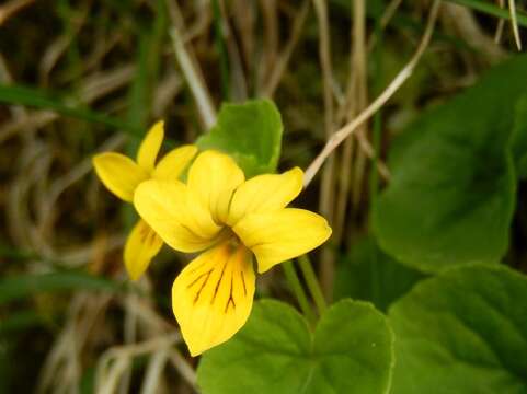 Image of arctic yellow violet