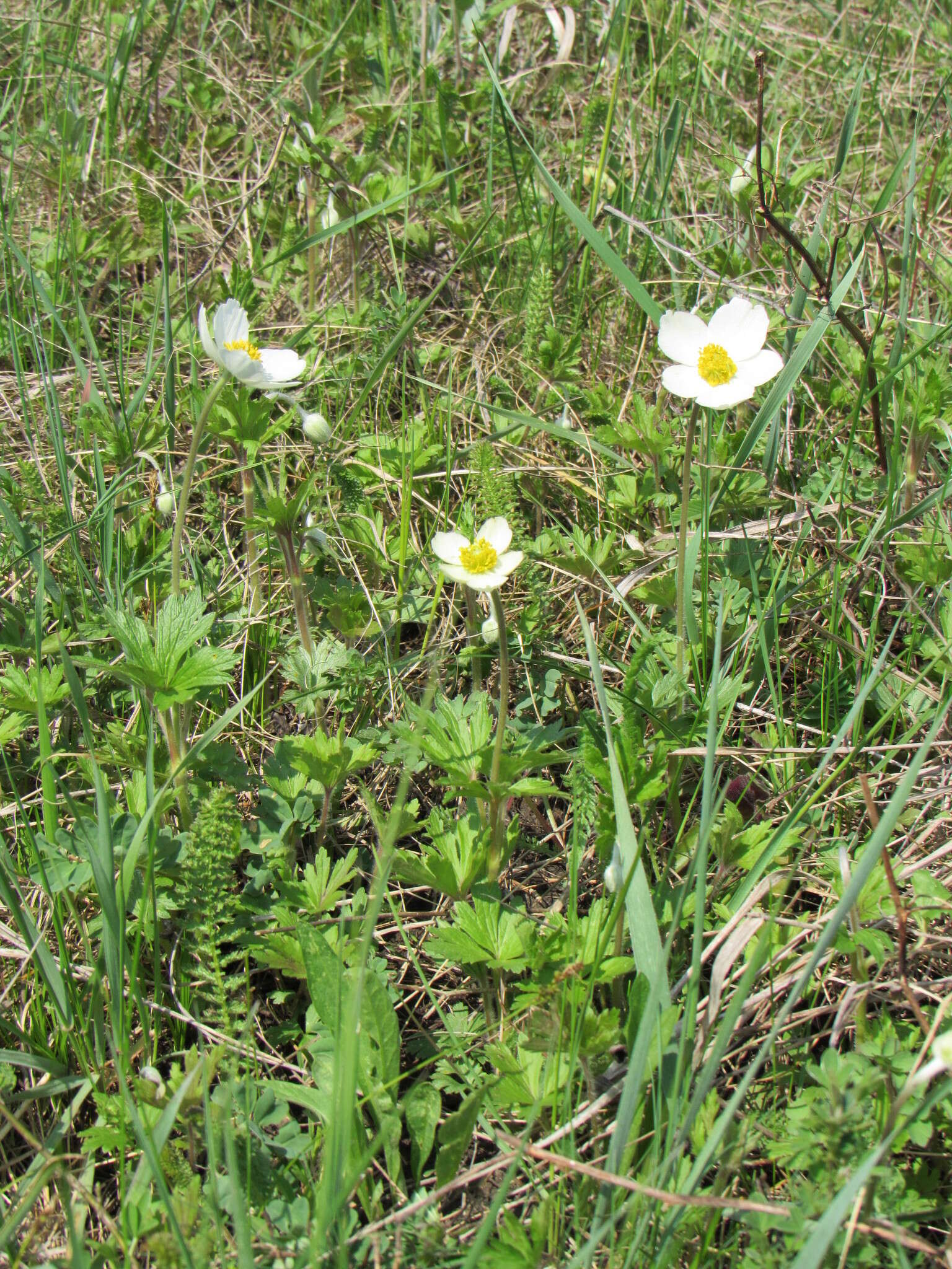 Anemone sylvestris subsp. sylvestris的圖片