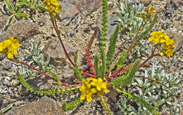 Plancia ëd Ivesia lycopodioides var. scandularis (Rydb.) Ertter & Reveal