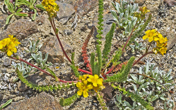 Image de Ivesia lycopodioides var. scandularis (Rydb.) Ertter & Reveal