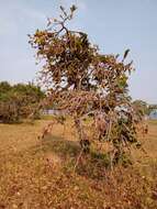 Image of Annona crassiflora Mart.