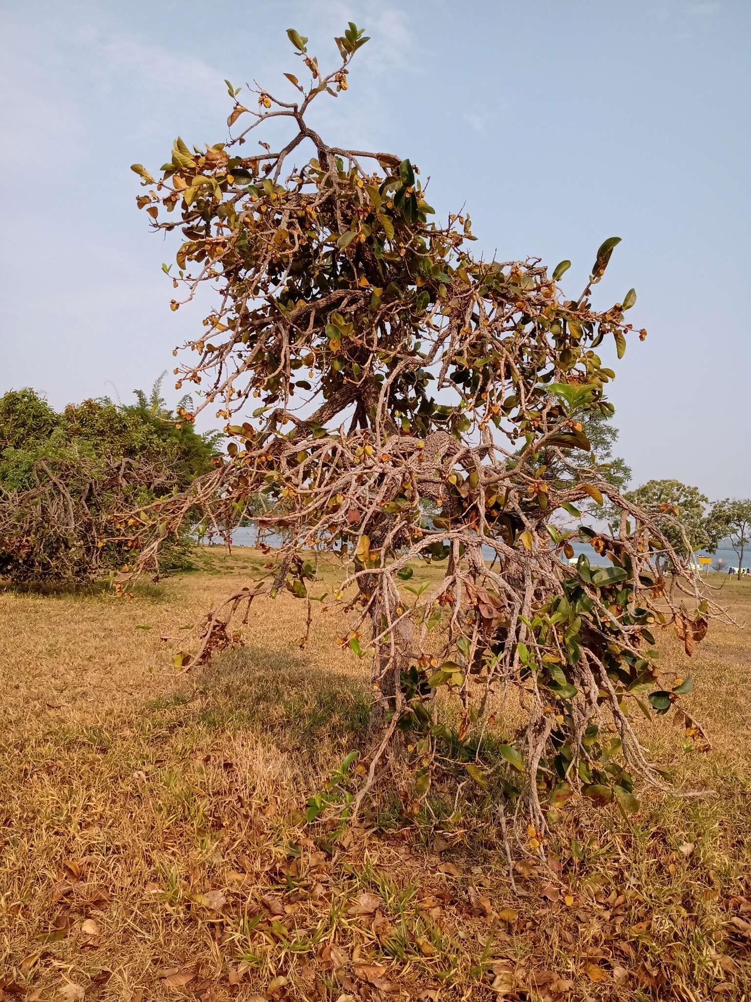 Image of Annona crassiflora Mart.