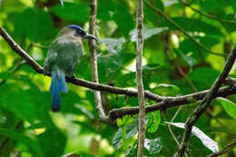 Image of Amazonian Motmot