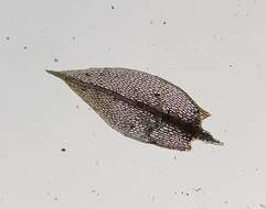 Image of <i>Ptychostomum pallens</i>