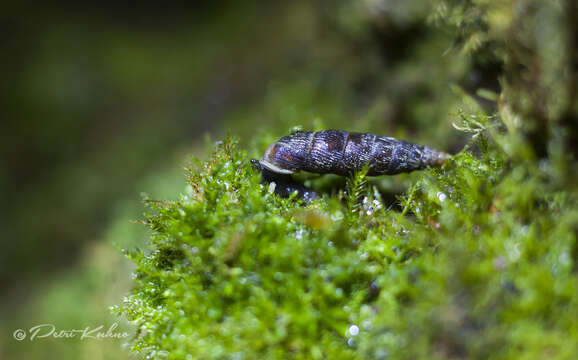 Image of craven door snail