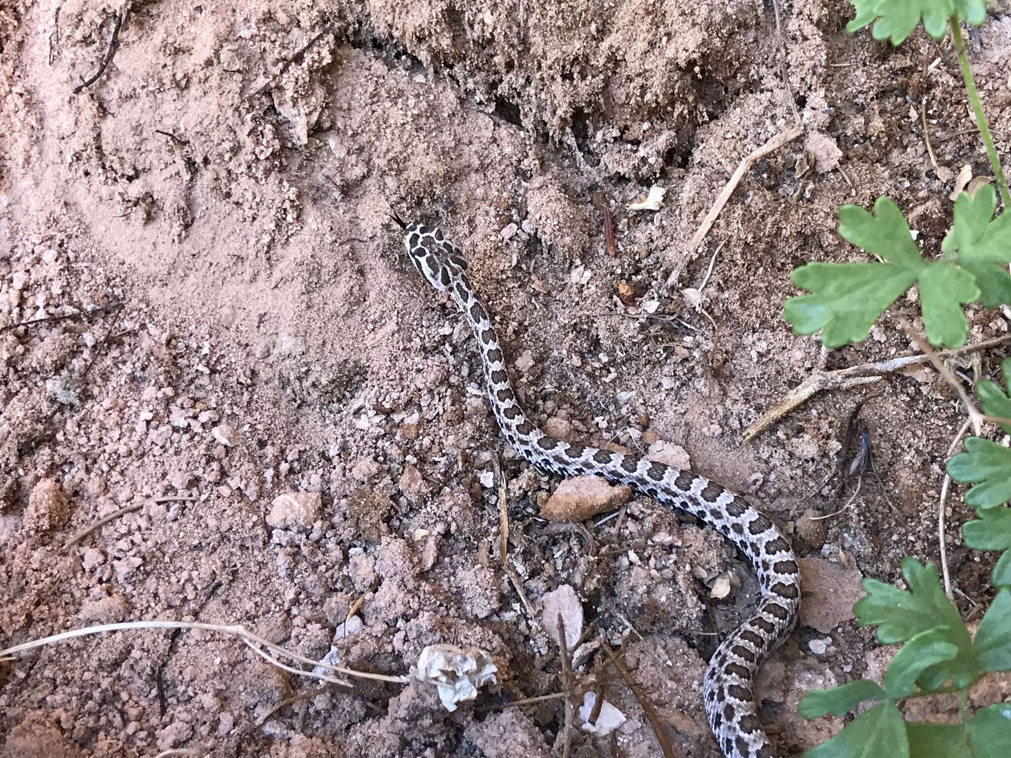 Imagem de Crotalus oreganus concolor Woodbury 1929