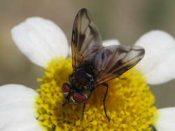 Image of Ectophasia oblonga (Robineau-Desvoidy 1830)