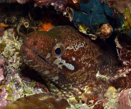 Image of Bar-tail moray