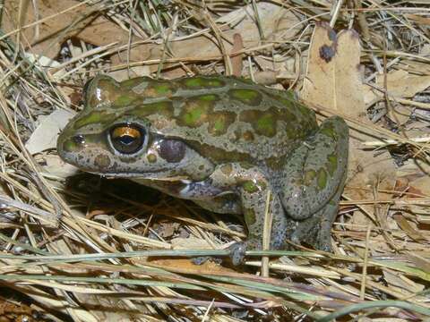 صورة Ranoidea cyclorhynchus (Boulenger 1882)