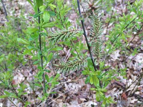 Image of prairie willow