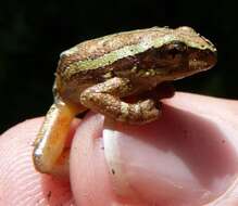 Image of Variable Reed Frog