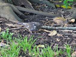 Turdus merula merula Linnaeus 1758的圖片