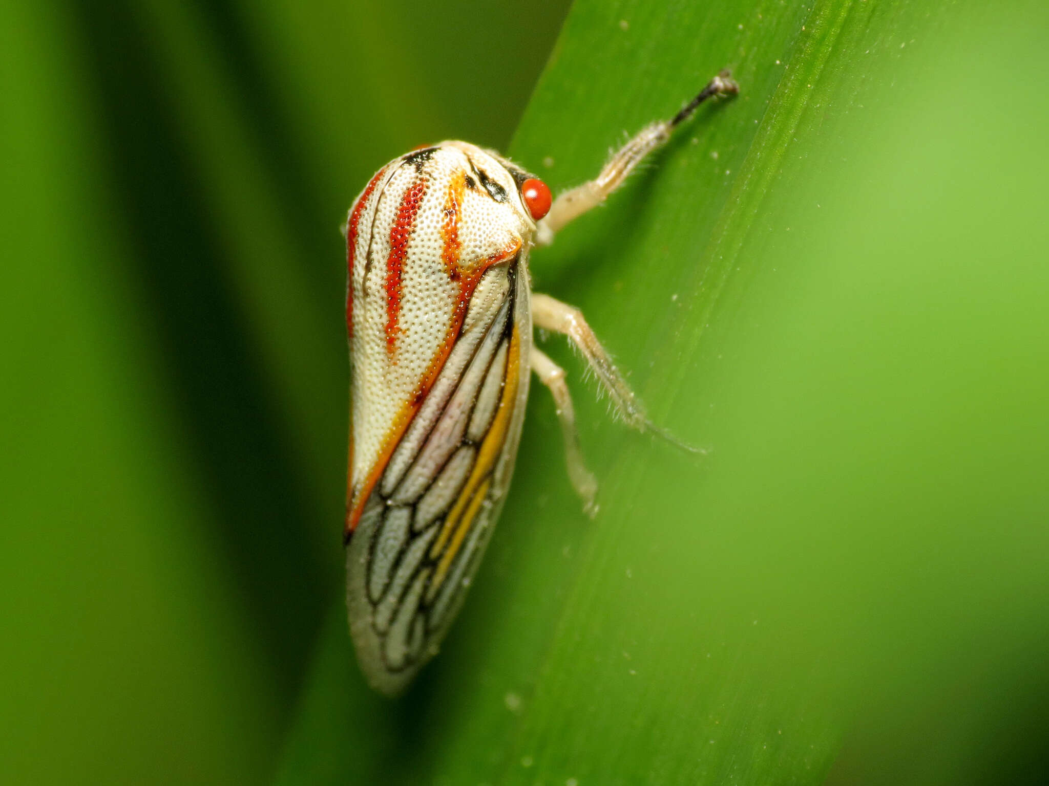 Imagem de Platycotis (Platycotis) vittatus Fabricius