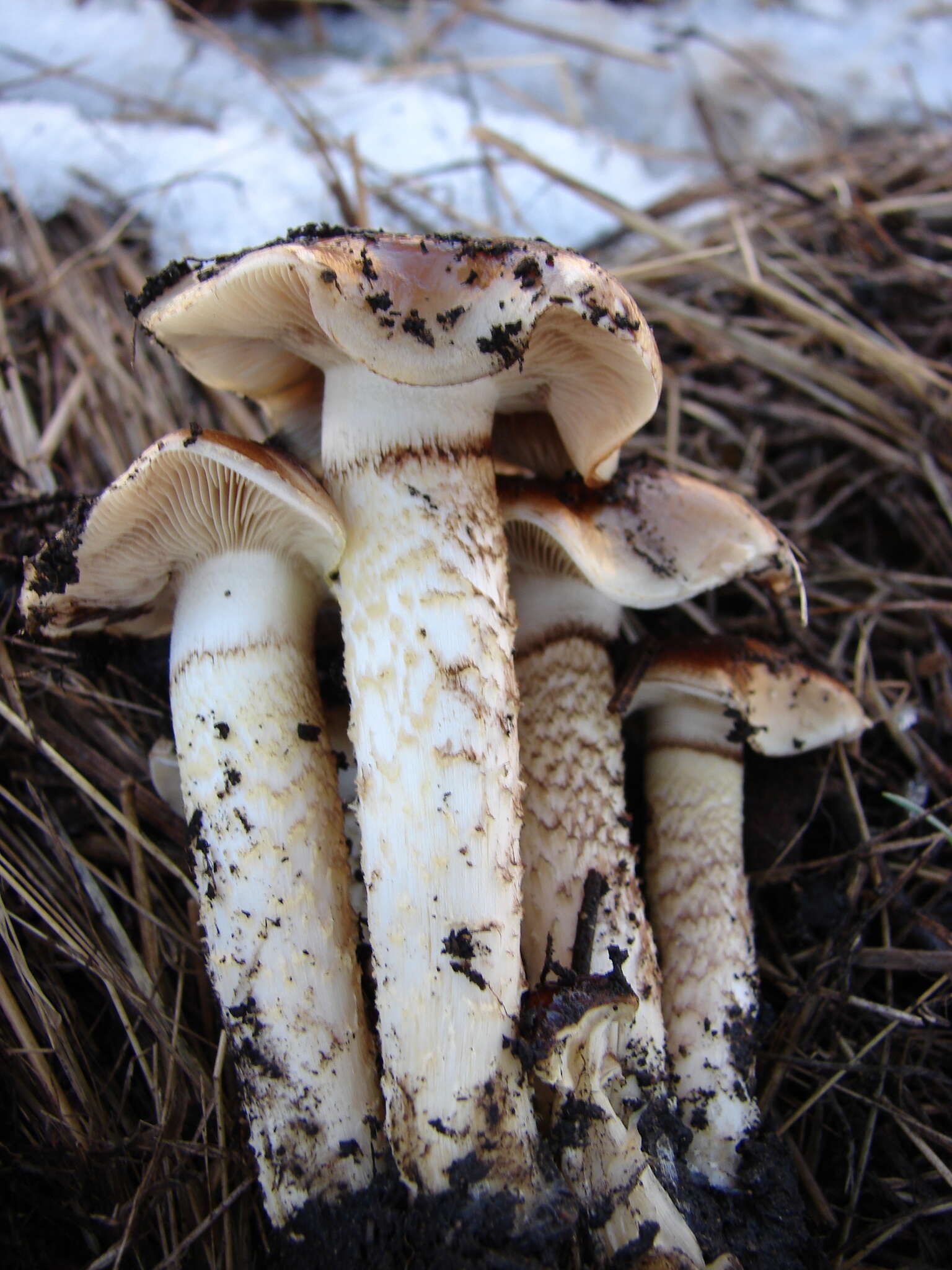 Imagem de Pholiota brunnescens A. H. Sm. & Hesler 1968