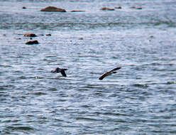 Image of Chinese Merganser