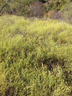 Image of prairie broomweed