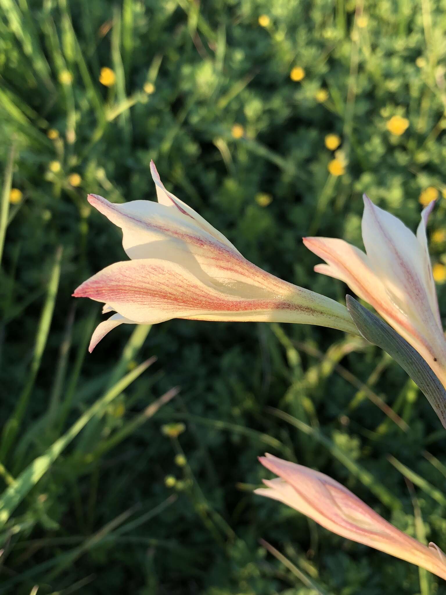 Image of ever-flowering gladiolus