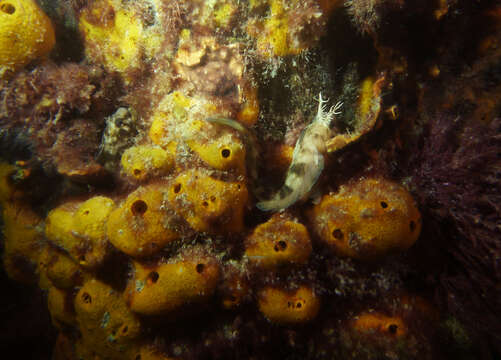 Image of Tasmanian Blenny