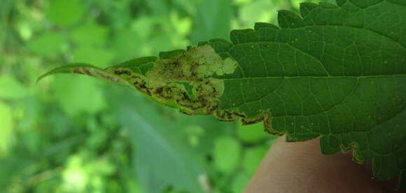 Image of Calycomyza verbenae Hering 1951