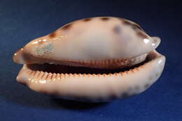 Image of harlequin cowrie