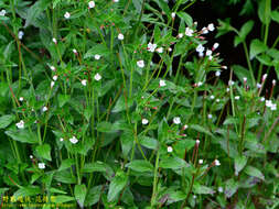 Image de Epilobium amurense Hausskn.