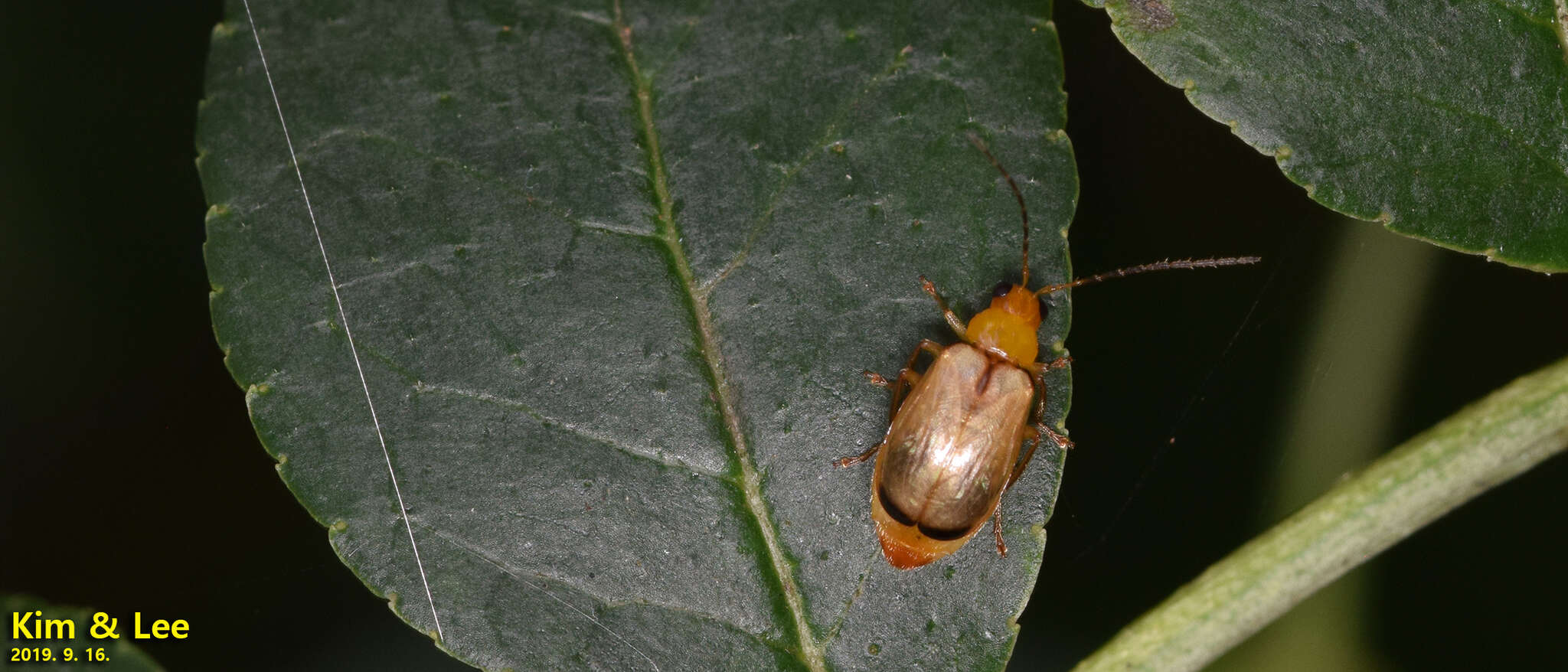 Image of <i>Monolepta shirozui</i>