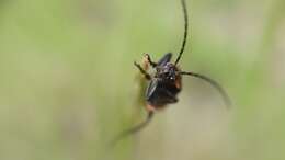 Image of <i>Cantharis marginiventris</i>