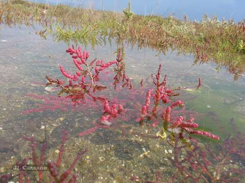 Image of Salicornia ramosissima J. Woods