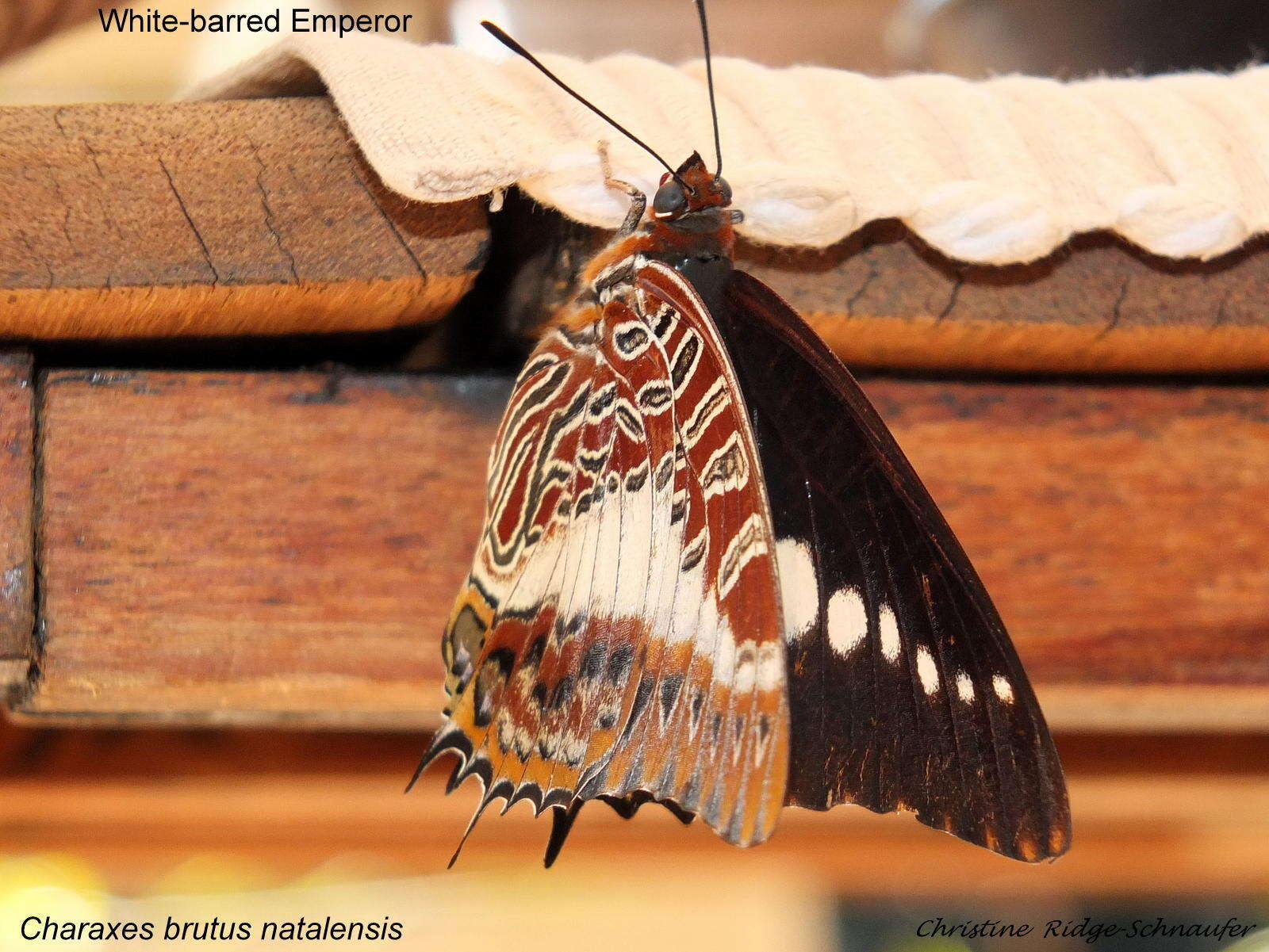 Charaxes brutus natalensis Staudinger 1886的圖片