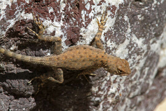 Image of Canyon Lizard