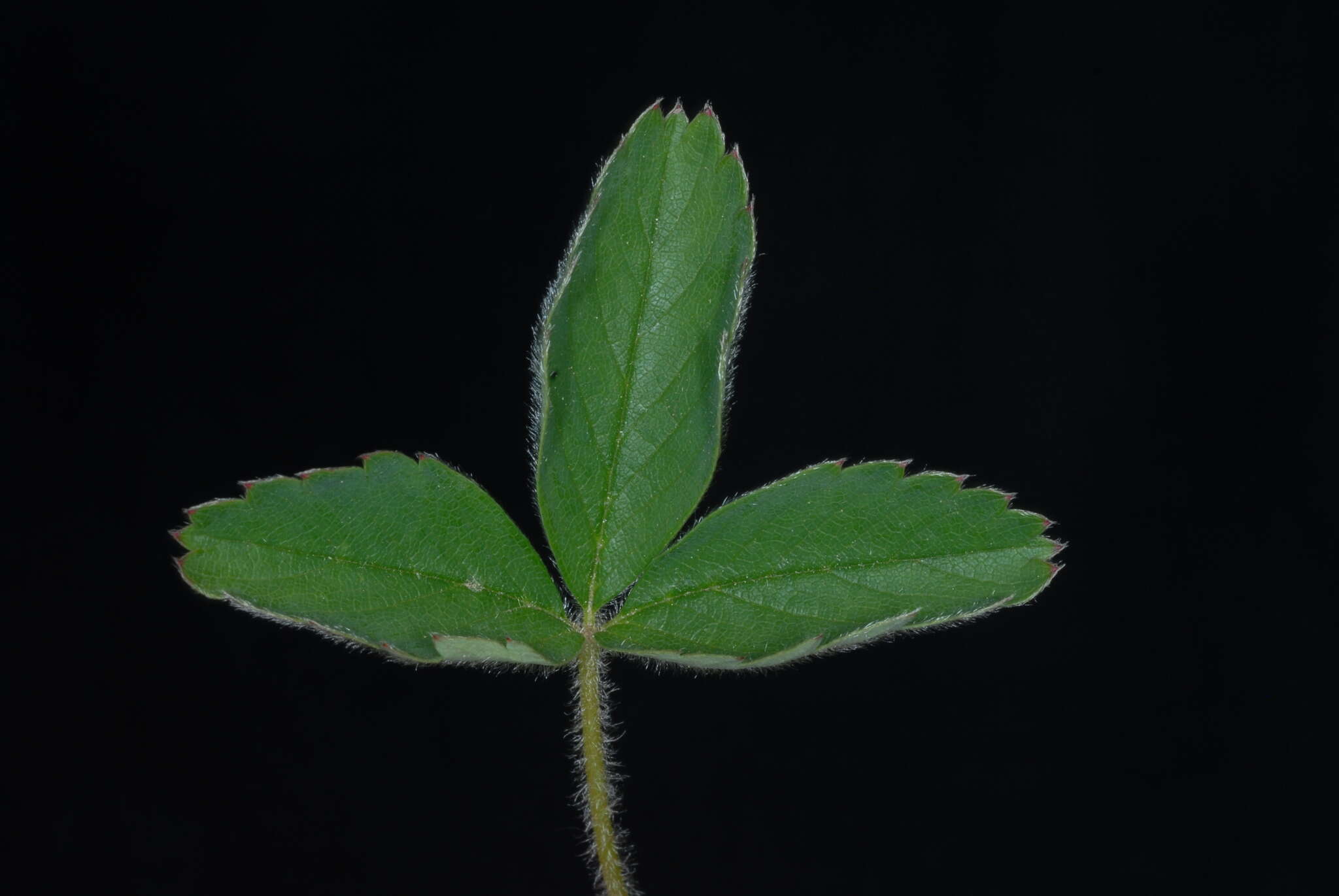 Слика од Fragaria virginiana subsp. virginiana