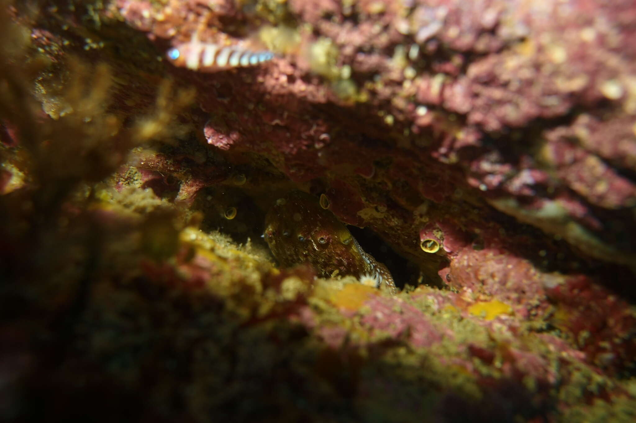 Image of silver abalone