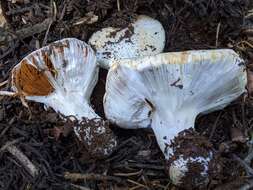 Image of Cortinarius magnivelatus Dearn. ex Fogel 1995