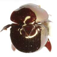 Image of Round Fungus Beetle