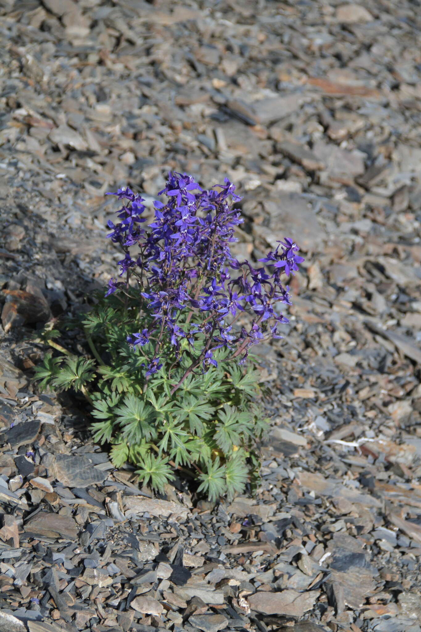 Plancia ëd Delphinium glareosum Greene