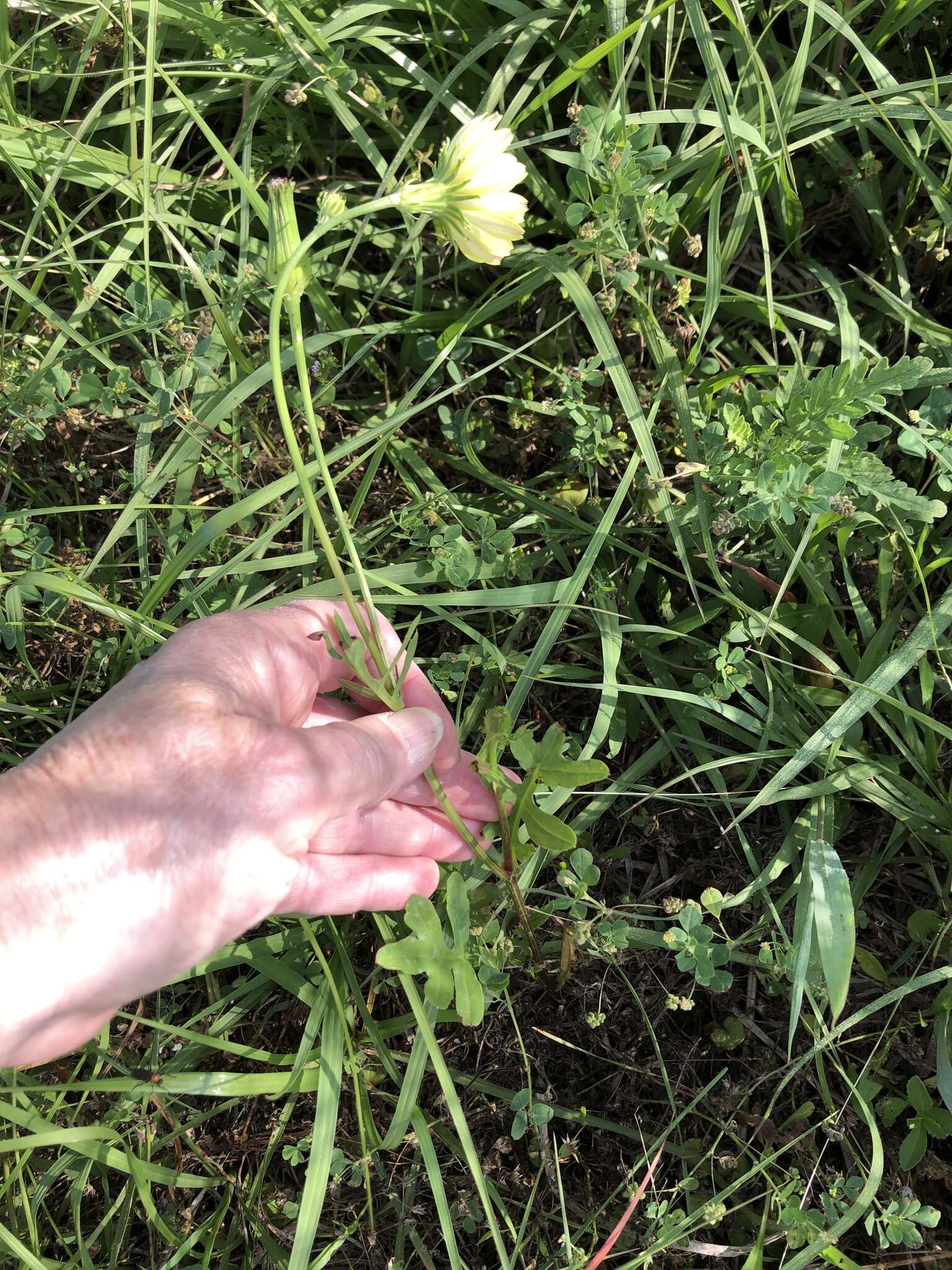 Image de Pyrrhopappus grandiflorus (Nutt.) Nutt.