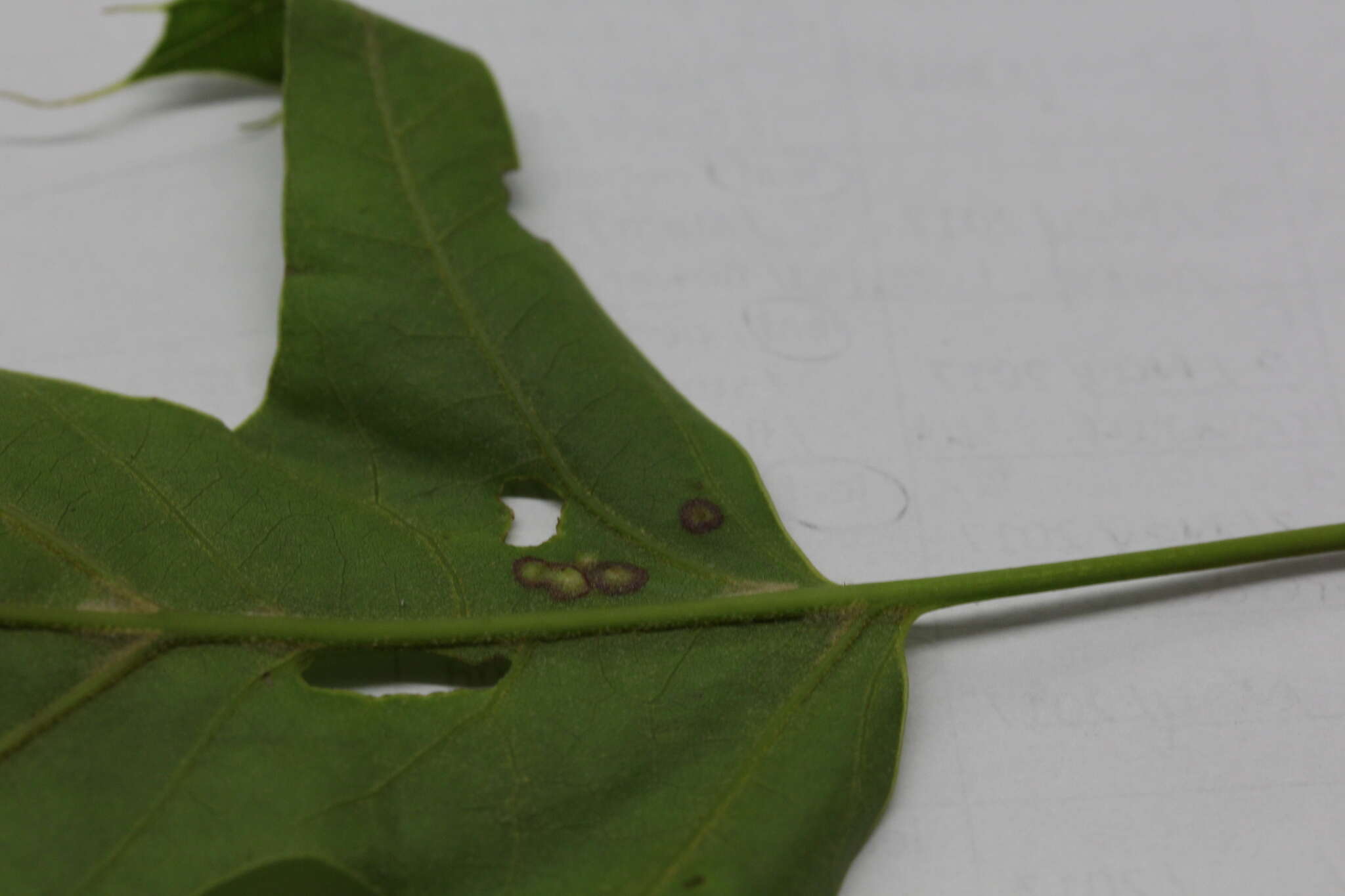 Image of Polystepha quercifolia (Felt 1908)