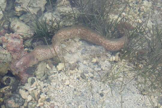 Image of Geometric moray