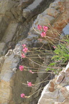 Image of Onobrychis arenaria (Kit.) DC.