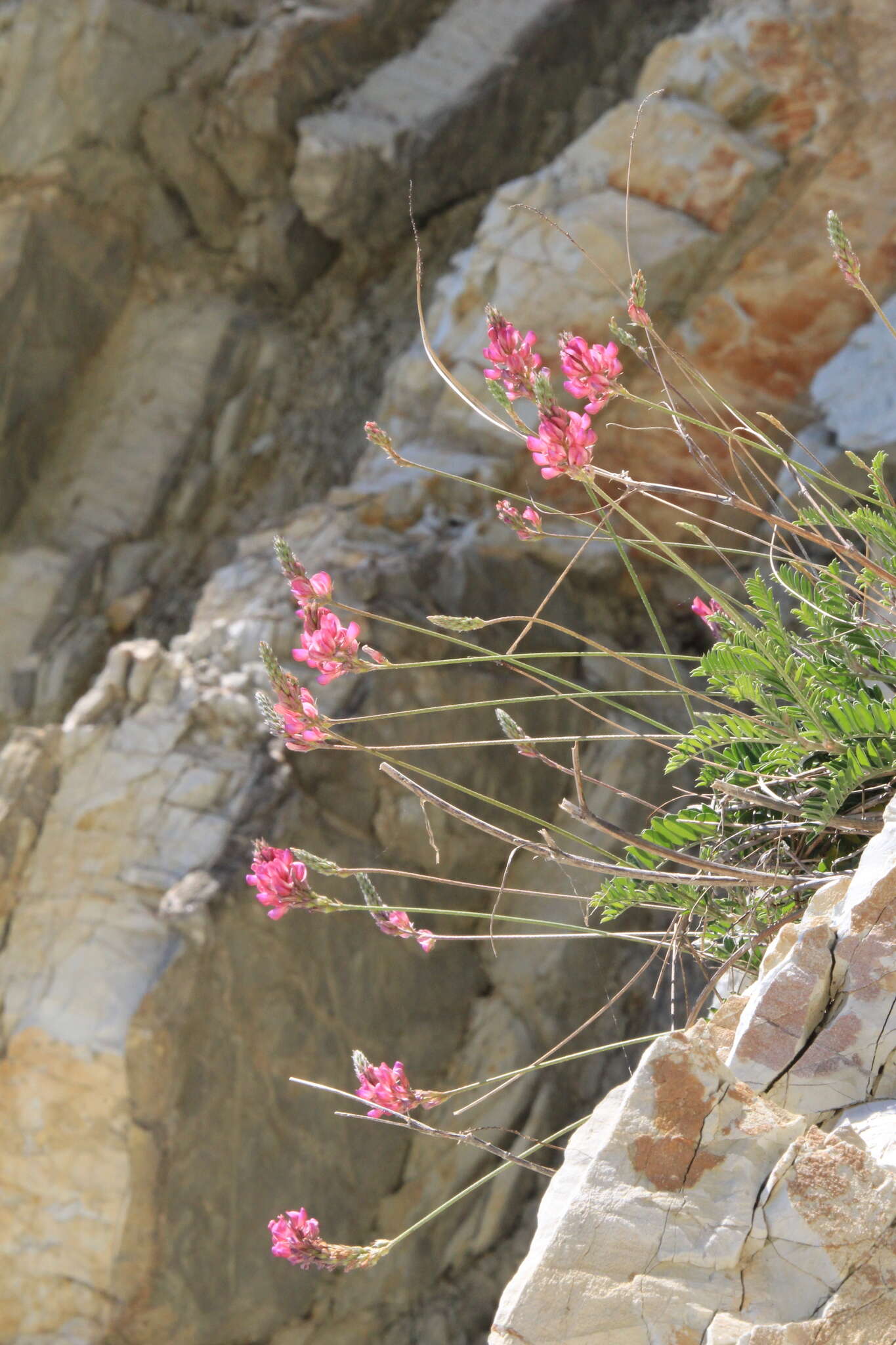 Onobrychis arenaria subsp. miniata (Steven) P. W. Ball的圖片