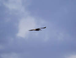 Image of Common Tern