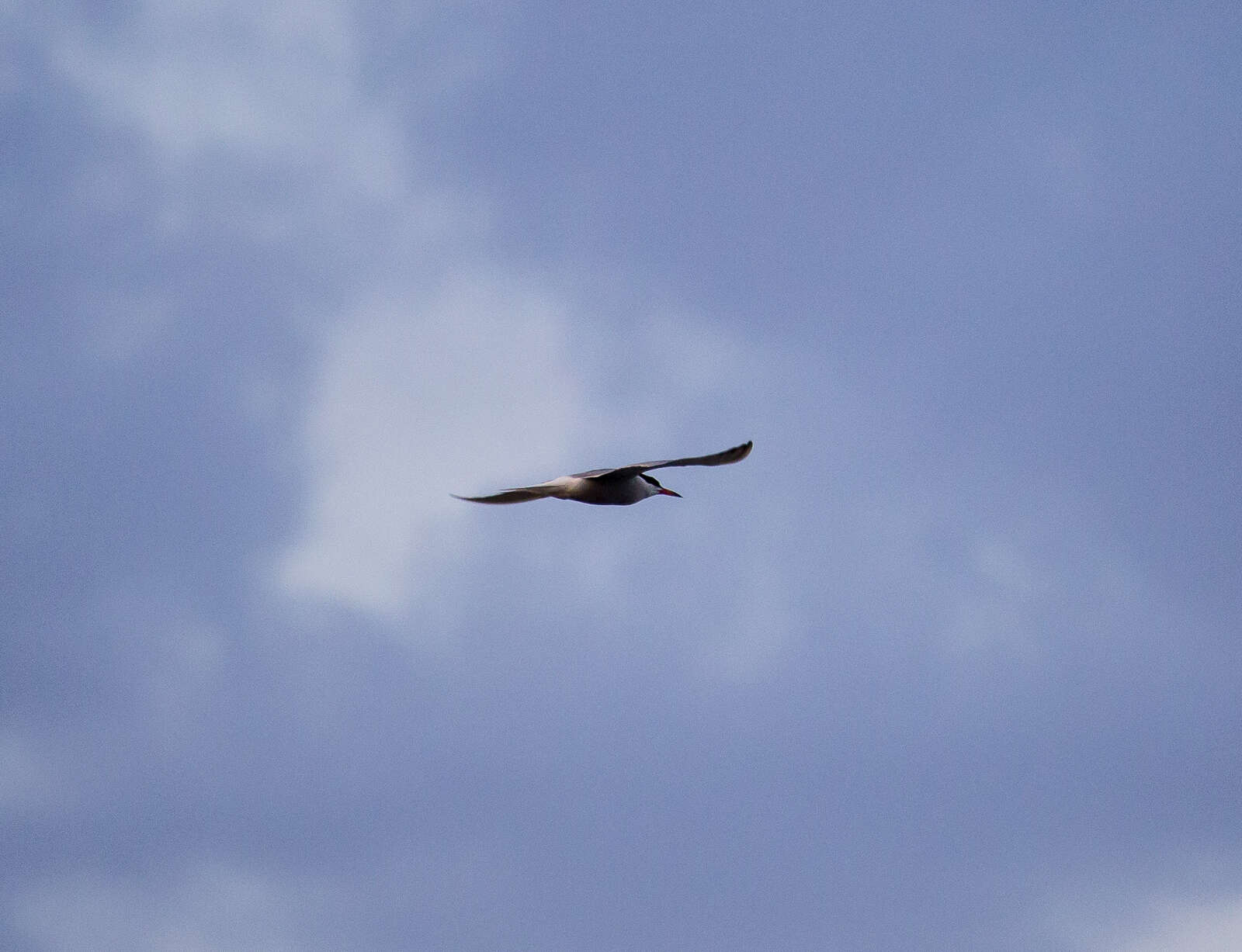 Image of Common Tern