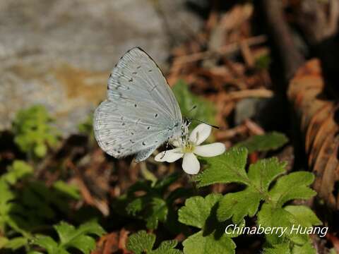 Image of Celastrina argiolus caphis (Fruhstorfer (1922))