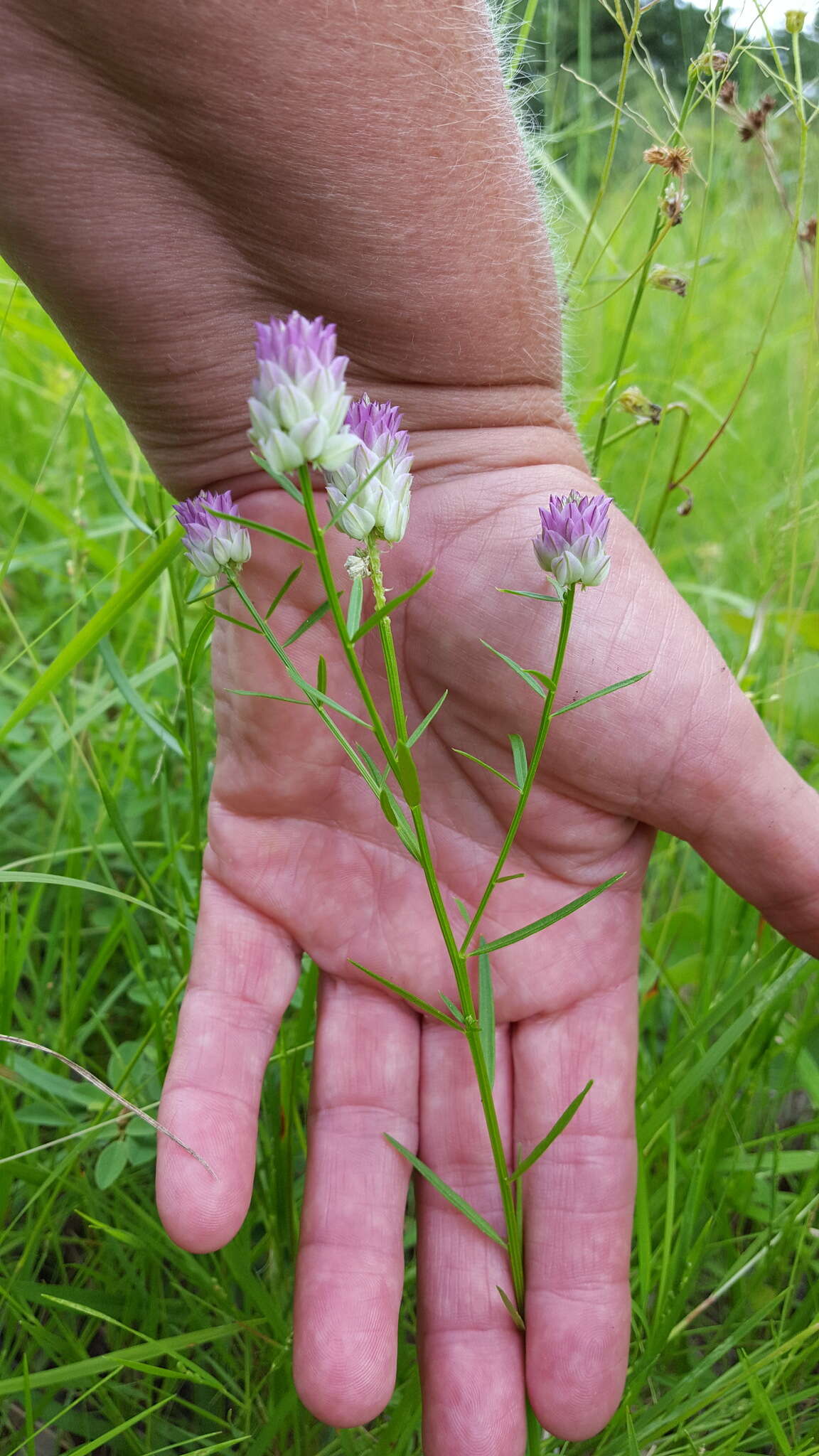 Image of blood milkwort