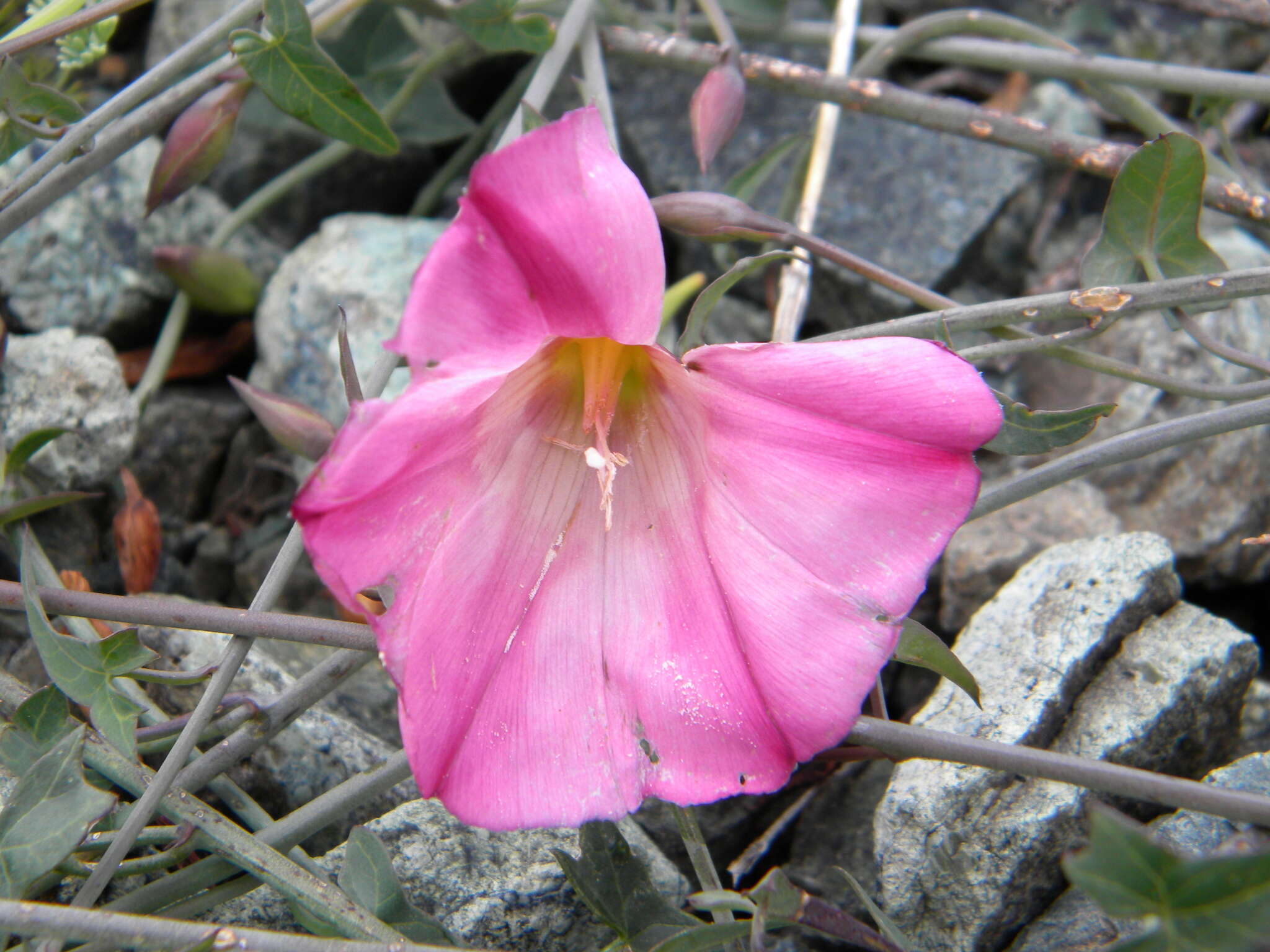 Image of Pacific false bindweed