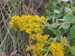 Image of velvety goldenrod