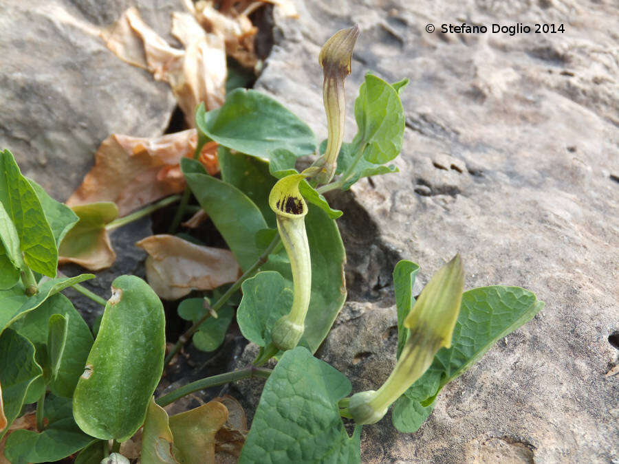 Image of Aristolochia paucinervis Pomel