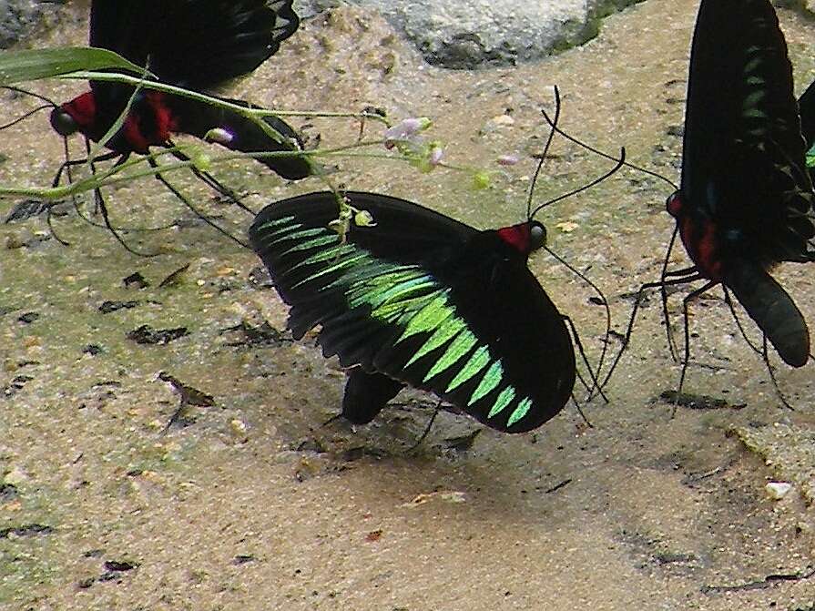 Image of Trogonoptera